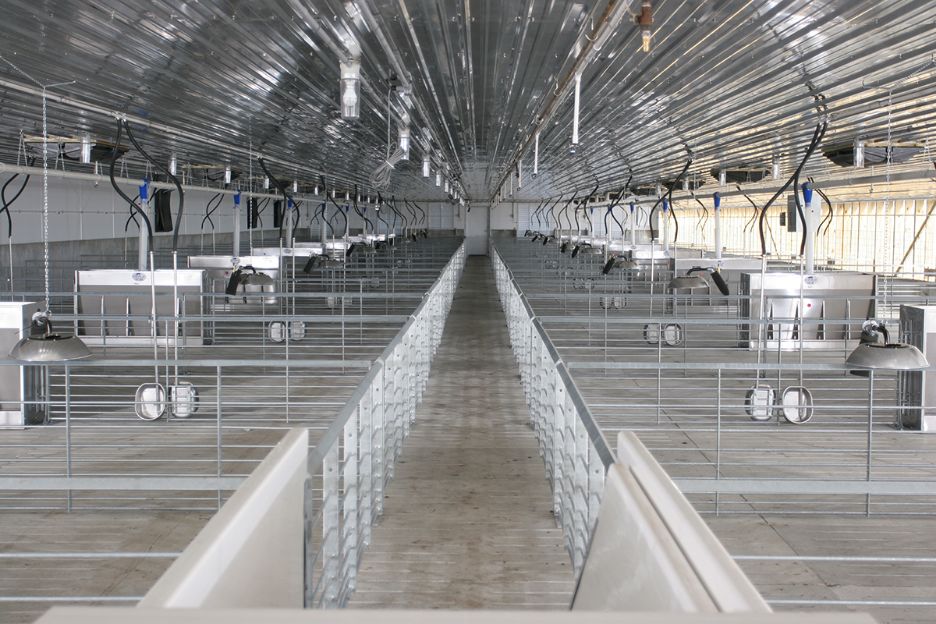 Технічне обслуговування систем годівлі у свинарнику